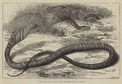 Il Serpente Mangia-Serpenti nei Giardini della Società Zoologica da Thomas W. Wood