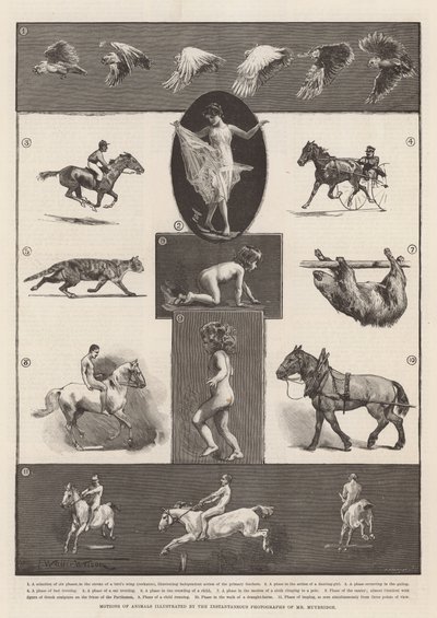 Movimenti degli animali illustrati dalle fotografie istantanee del signor Muybridge da Thomas Walter Wilson