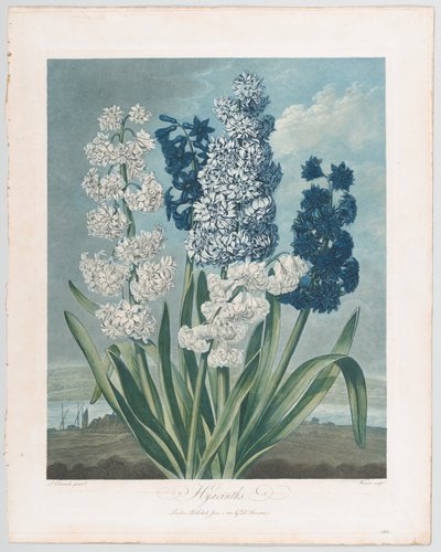 Giacinti, dal Tempio della Flora, o Giardino della Natura, 1 giugno 1801 da Thomas Warner