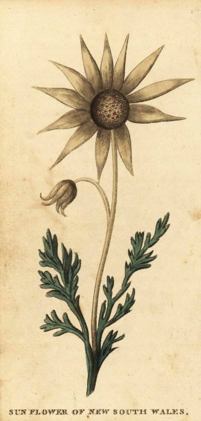 Fiore di flanella, Actinotus helianthi, 1800 da Thomas Watling