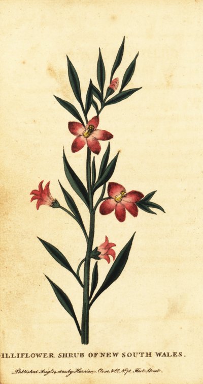 Arbusto di garofano della Nuova Galles del Sud da Thomas Watling