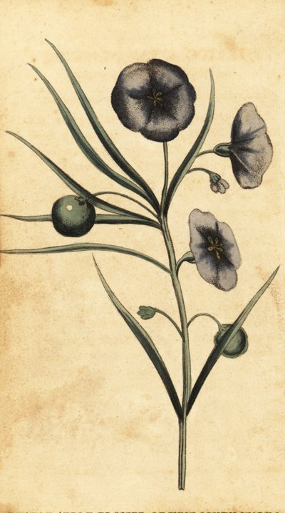 Fiore di patata-mela del Nuovo Galles del Sud, Australia (incisione) da Thomas Watling