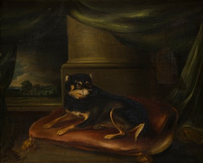 Un terrier preferito su un cuscino rosso da Thomas Weaver