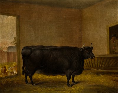Un toro da premio: Una mucca Kerry grassa da Thomas Weaver