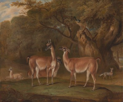 Lama e una volpe in un paesaggio boscoso da Thomas Weaver