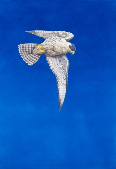 Falco pellegrino da Tim Hayward