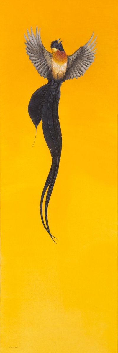 Volare; Giallo da Tim Hayward