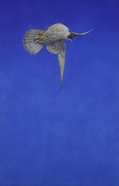 La vite a cavatappi; Falco pellegrino da Tim Hayward