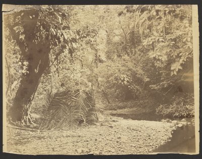 [Scena di giungla: Vista di una capanna con tetto di paglia e fronde di palma, Istmo di Darién (Panama)]. da Timothy H. O