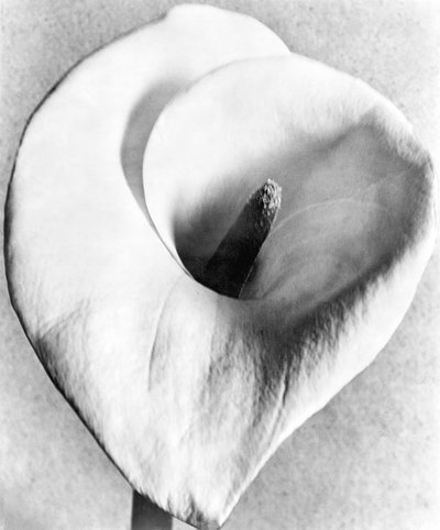 Calla Lily, Città del Messico, 1925 da Tina Modotti