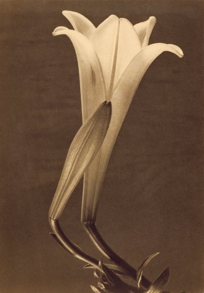 Stampa al platino di un giglio di Tina Modotti da Tina Modotti