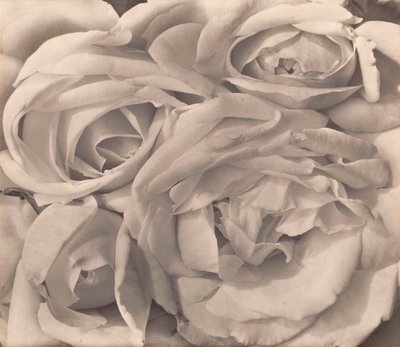 Rose, Messico di Tina Modotti da Tina Modotti