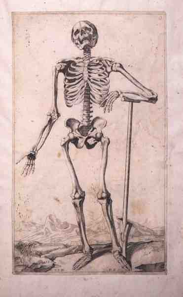 Studio anatomico da Titian (c.1488 1576) (after)