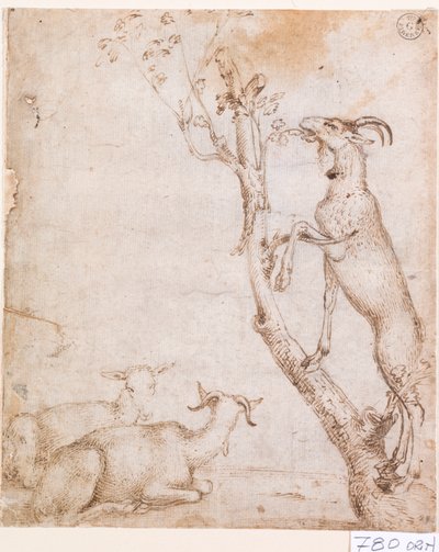 Capre al pascolo da Titian (c.1488 1576)