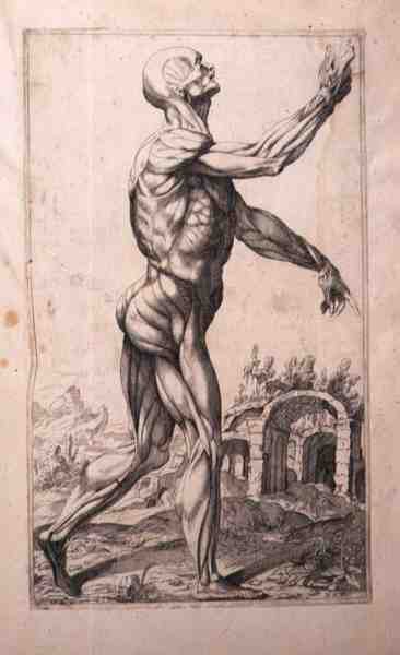 Studio anatomico, di Domenico Maria Bonavera da Titian (c.1488 1576) (after)
