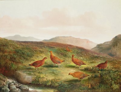 Gallo cedrone in un paesaggio di brughiera da Tom Hold