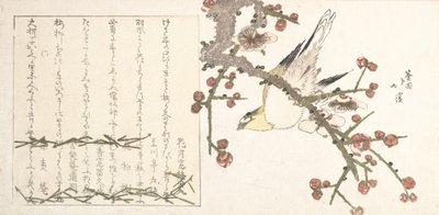 Usignolo su un ramo di prugna Ume ni uguisu da Totoya Hokkei