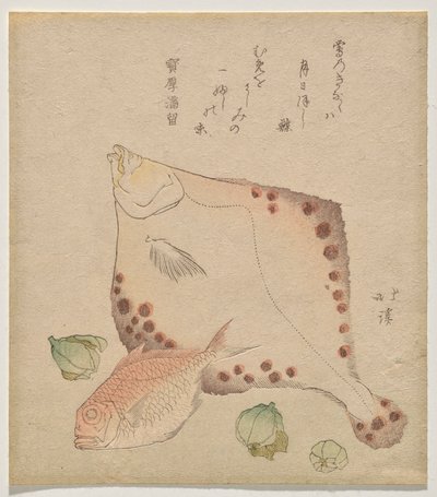 Platessa, orata con boccioli di fukujus? da Totoya Hokkei