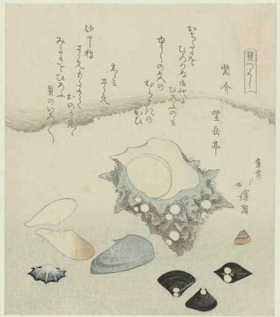 Conchiglia viola, vongole d