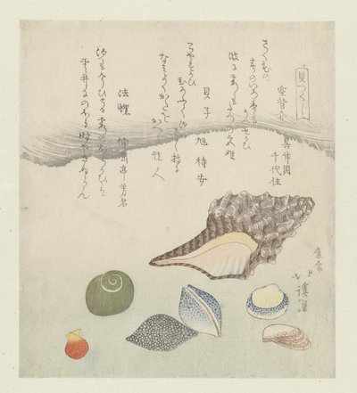 Conchiglia riflettente, conchiglia d