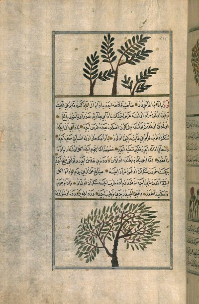 Un albero di incenso sopra un albero di mandorlo, da un trattato di Zakariya ibn Muhammad al-Qazwini da Turkish School
