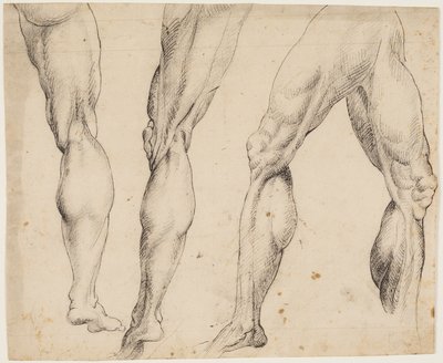 Gambe. Studi anatomici da Ubekendt