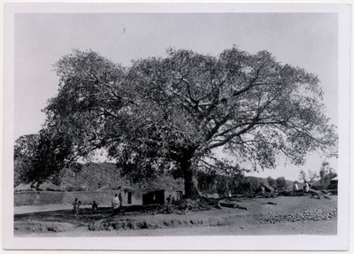 Albero con ampia chioma davanti alle mura del villaggio, Axum, Etiopia, fotografia di Ugo Monneret de Villard da Ugo Monneret de Villard