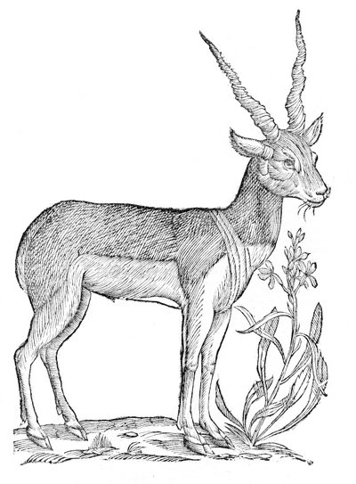 Quadrupedum omnium bisulcorum historia da Ulisse Aldrovandi