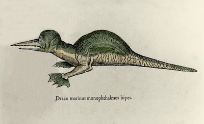 Rappresentazione di un drago marino. Tavola di un manoscritto di Storia Naturale di Ulisse Aldrovandi (1522-1605) sui mostri da Ulisse Aldrovandi