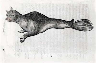 Rappresentazione di una foca. Tavola illustrata da un manoscritto di Storia Naturale di Ulisse Aldrovandi (1522-1605), fondo Ulisse Aldrovandi, Biblioteca Universitaria di Bologna, ed. 1603. da Ulisse Aldrovandi