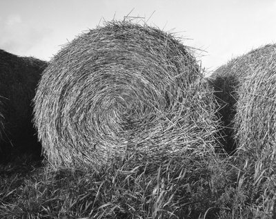Agricoltura nell
