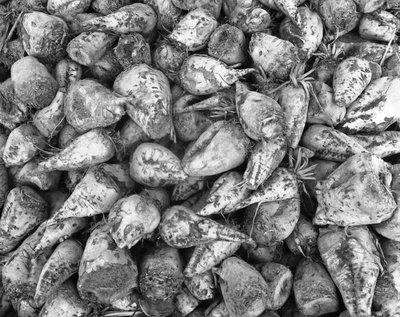 Agricoltura nell