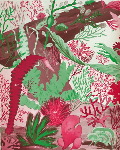 Una collezione di oltre cinquanta specie di alghe rosse, verdi e brune, 1935 da Unbekannt
