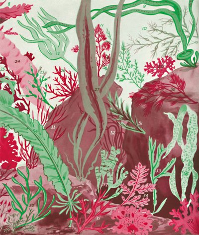 Una collezione di oltre cinquanta specie di alghe rosse, verdi e brune, 1935 da Unbekannt