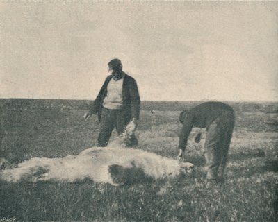 Un orso morto su Reindeer Island, 21 agosto 1893 da Unbekannt