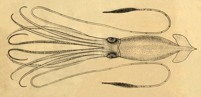 Diagramma del calamaro gigante, 1881 da Unbekannt