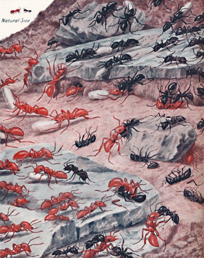 Un feroce raid di schiavi nel mondo delle formiche da Unbekannt