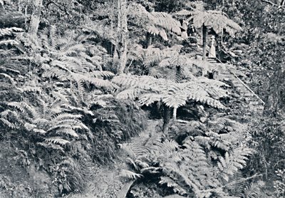 Una foresta di felci arboree, Leura, Montagne Blu da Unbekannt