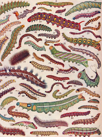 Cento diversi tipi di bruchi di farfalle e falene, 1935 da Unbekannt