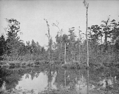 Una palude della Louisiana da Unbekannt