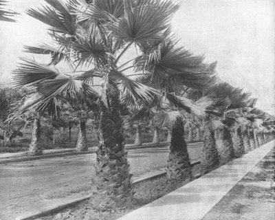 Un viale di palme a Los Angeles, California, USA, c1900 da Unbekannt