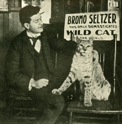 Un gatto selvatico domestico da Unbekannt