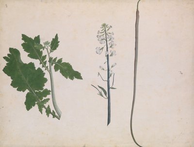 Pianta di ravanello, seme e fiore da Unbekannt