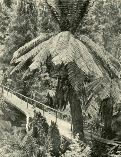 Un ponte rustico, 1901 da Unbekannt