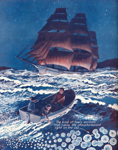 Un mare illuminato da luci notturne viventi, 1935 da Unbekannt