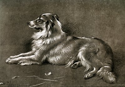 Un cane da pastore da Unbekannt