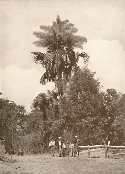 Una Palma Talipot in Fiore, 1900 da Unbekannt