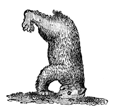 Un orso in piedi sulla testa da Unbekannt