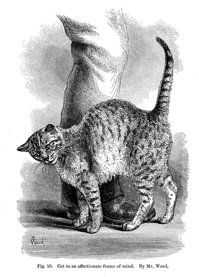 Un gatto in atteggiamento affettuoso, da L