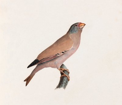 Illustrazione a colori di un uccello da Unbekannt